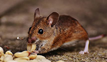24 Hour & Emergency Exterminators in Appleton, NY
